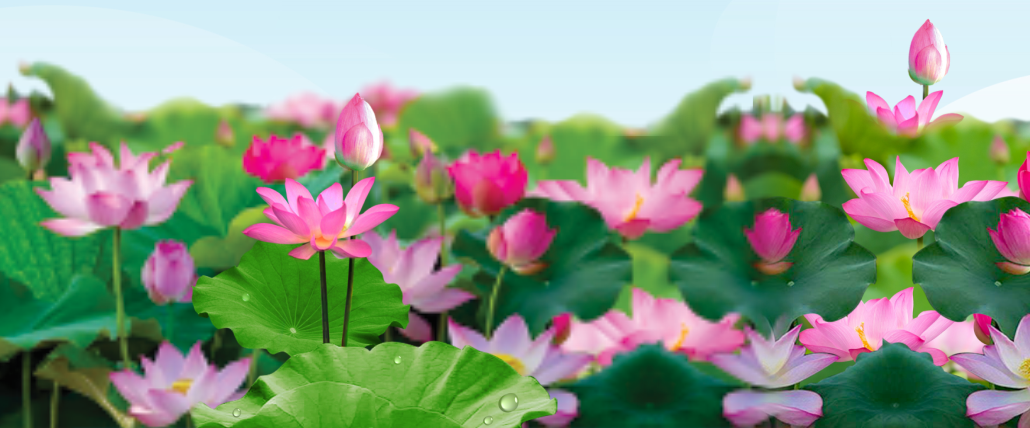 background nen hoa sen 2.png