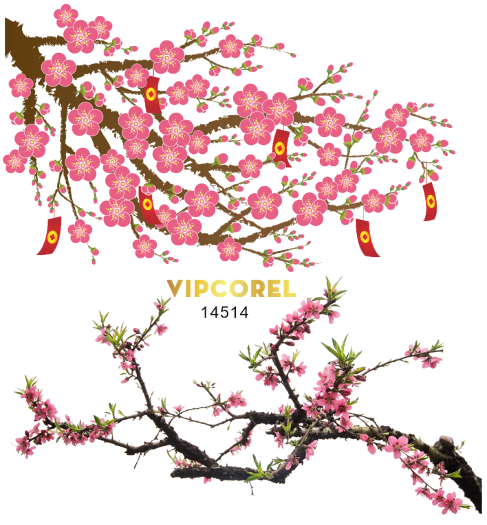 canh hoa dao trang tri phong tet.png