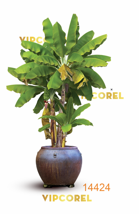 cay chuoi trang tri tieu canh tet.png