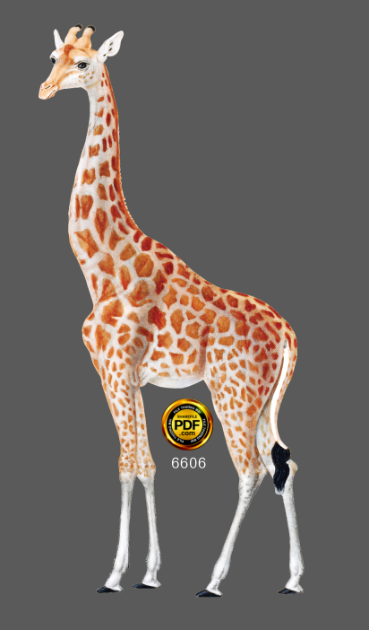 con huou cao co tach nen png.png