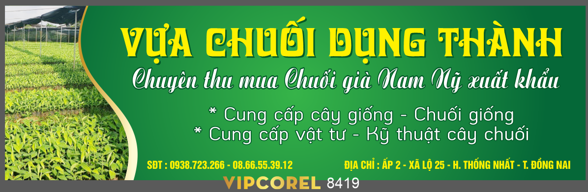 giong cay trong vua chuoi dung thanh.png