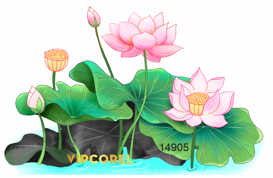 hoa tiet hoa sen mung dai le phat dan.png