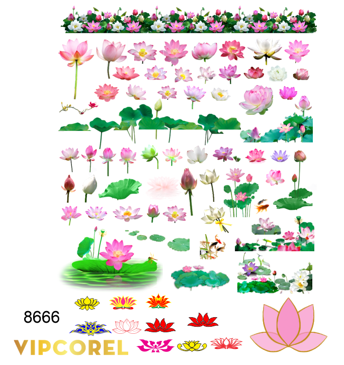 tong hop hoa tiet hoa sen trang tri.png