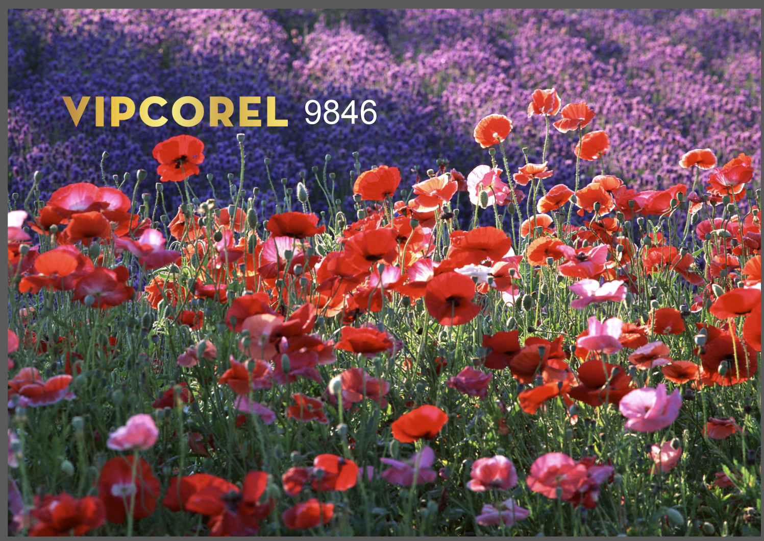 tranh deco phong khach 20.png