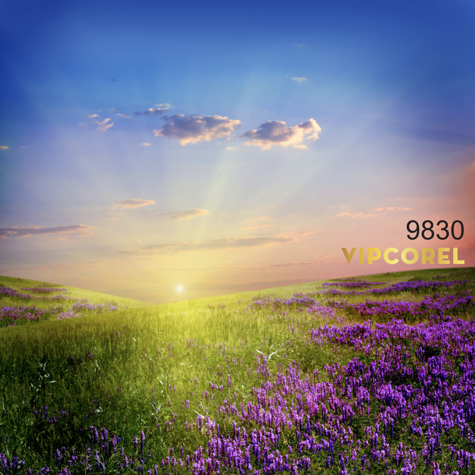 tranh decor phong khach 6.png