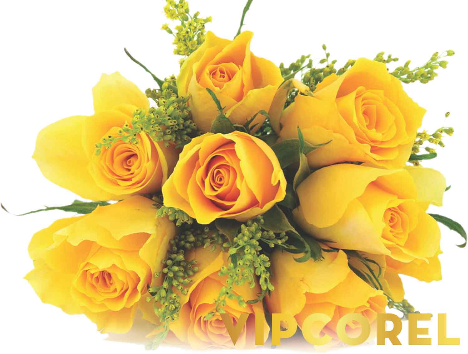 VIPcorel.com 1614 4.jpg