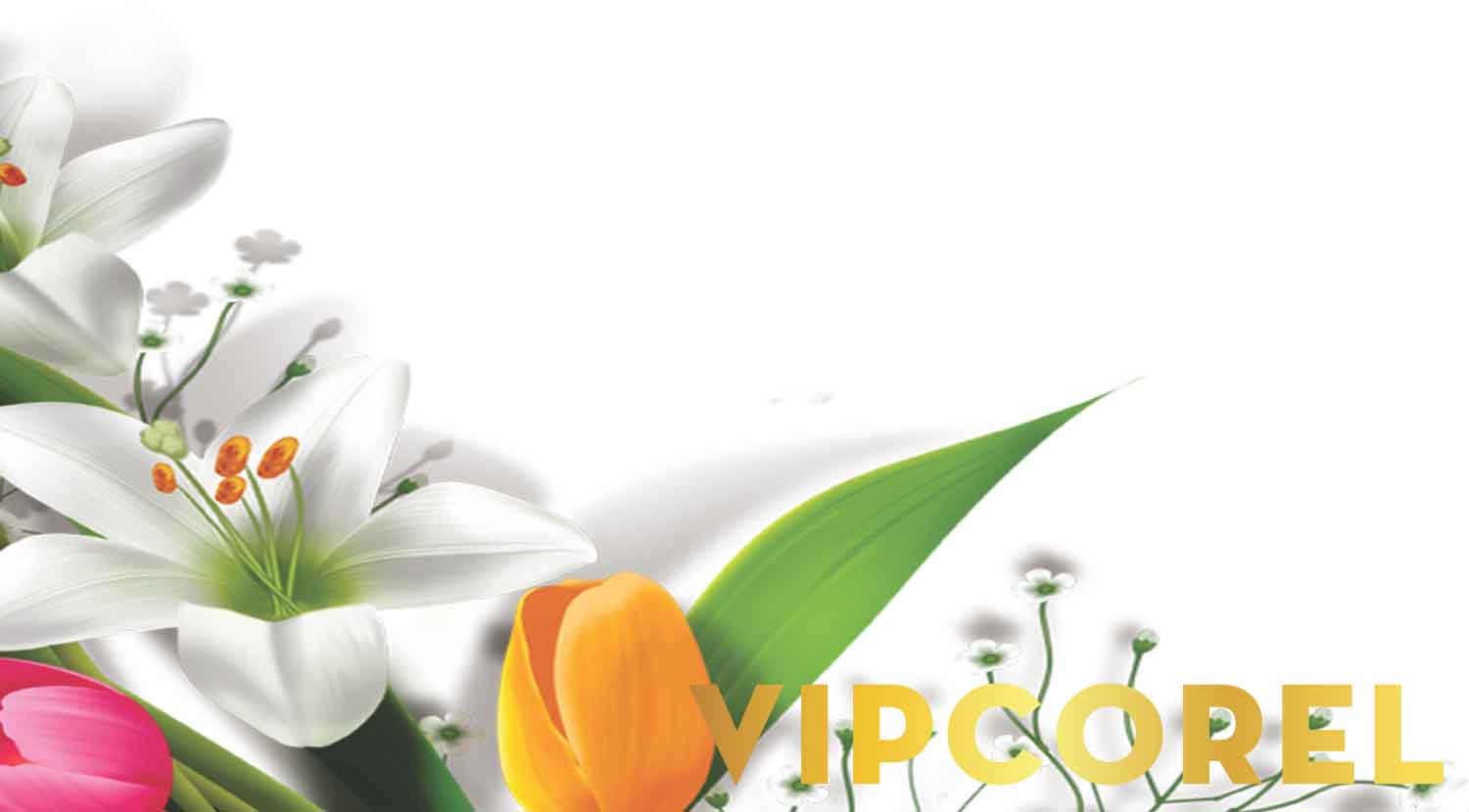 VIPcorel.com 1614 6.jpg