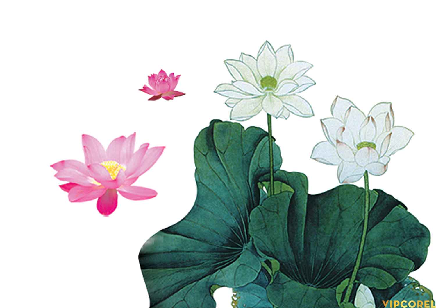 VIPcorel.com anh hoa sen tach nen file PNG (1).jpg