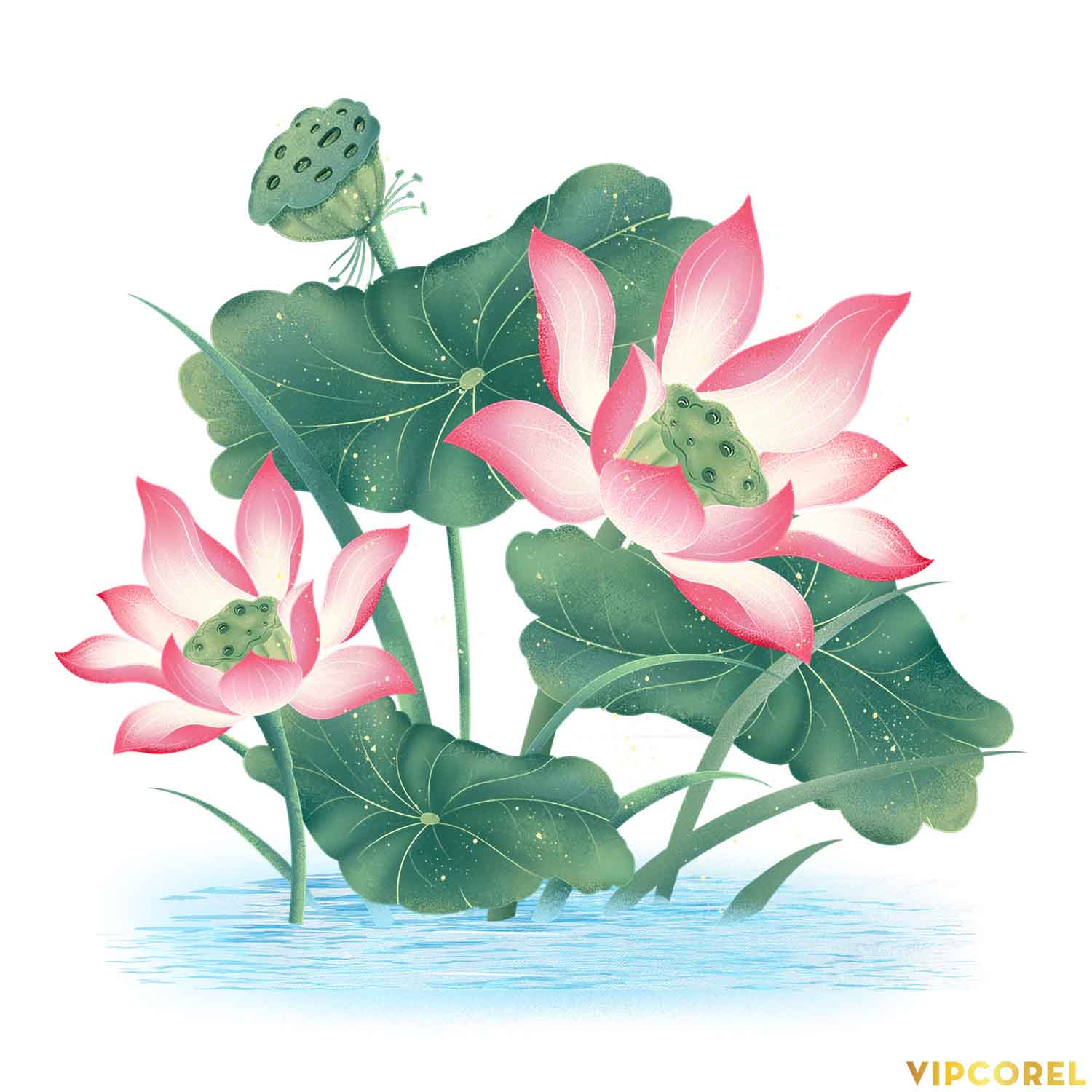 VIPcorel.com anh hoa sen tach nen file PNG (11).jpg