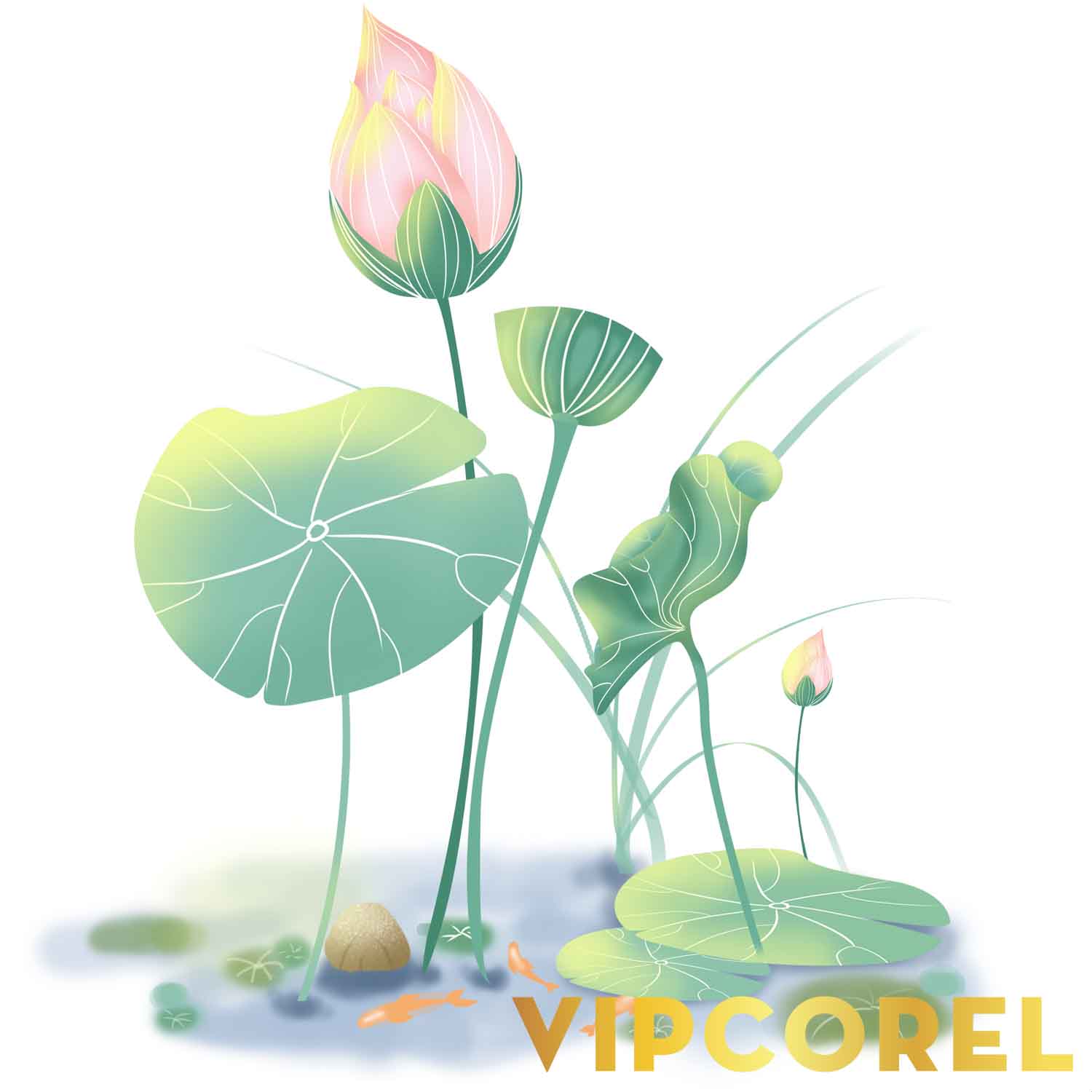 VIPcorel.com anh hoa sen tach nen file PNG (12).jpg