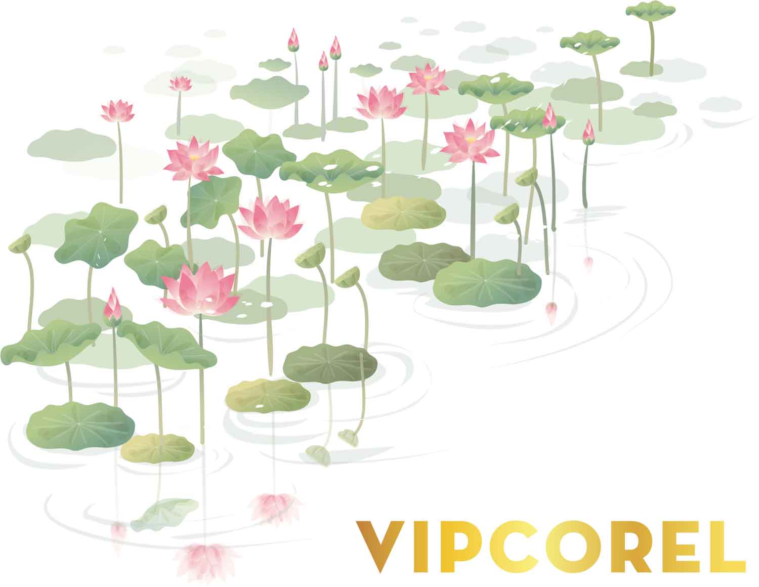 VIPcorel.com anh hoa sen tach nen file PNG (14).jpg