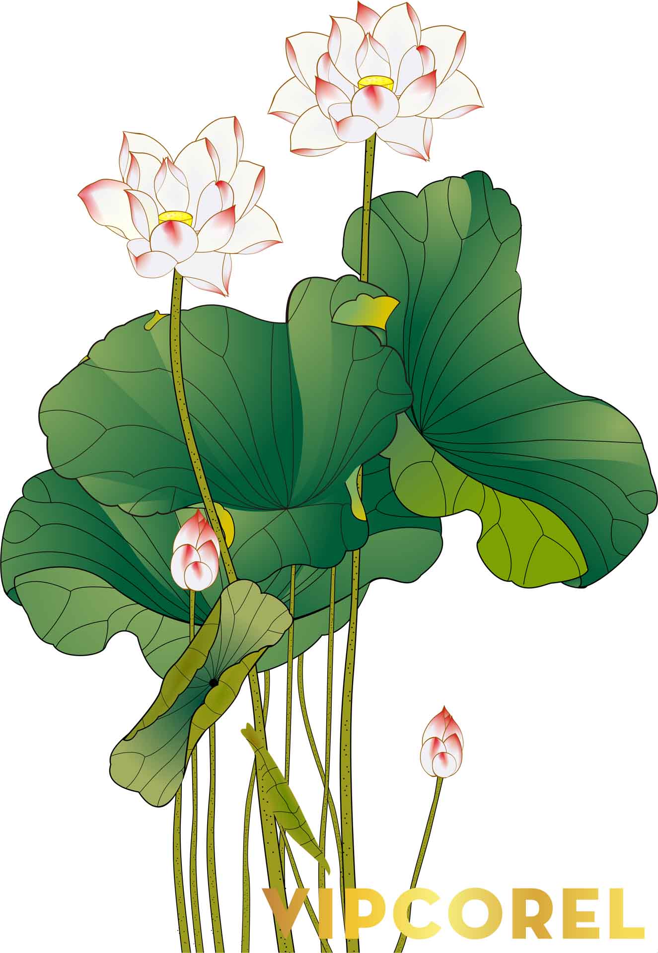VIPcorel.com anh hoa sen tach nen file PNG (15).jpg