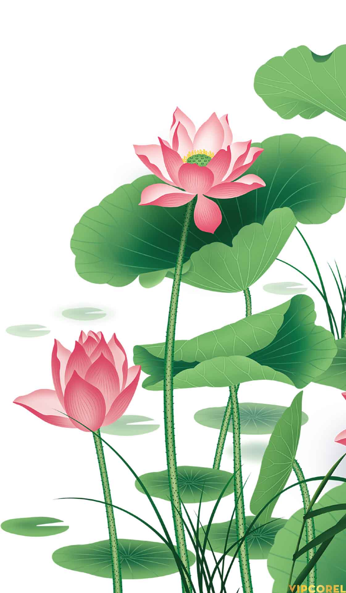 VIPcorel.com anh hoa sen tach nen file PNG (16).jpg