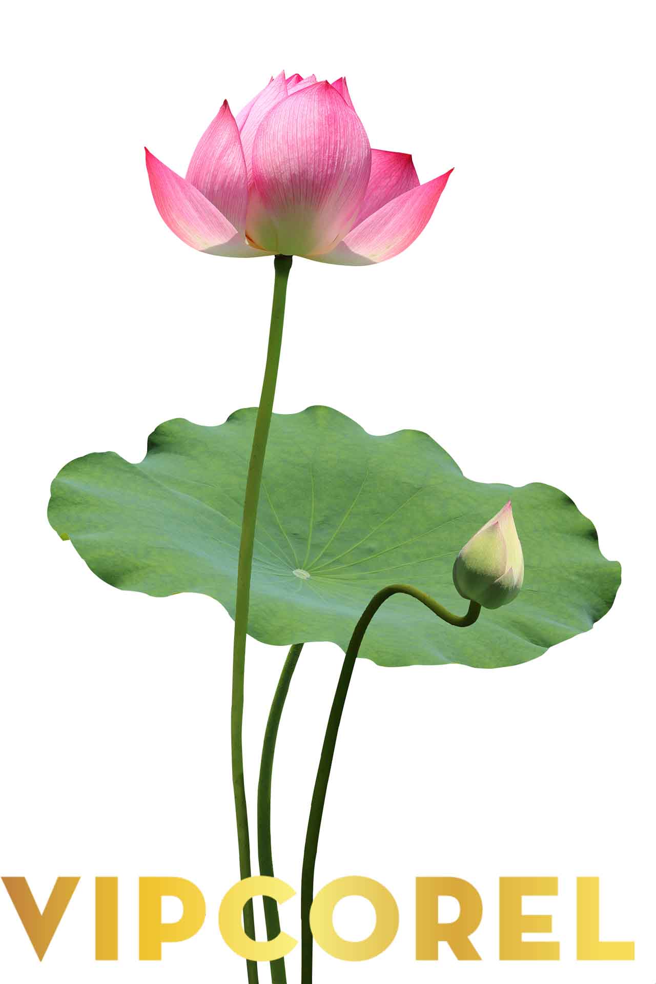VIPcorel.com anh hoa sen tach nen file PNG (17).jpg