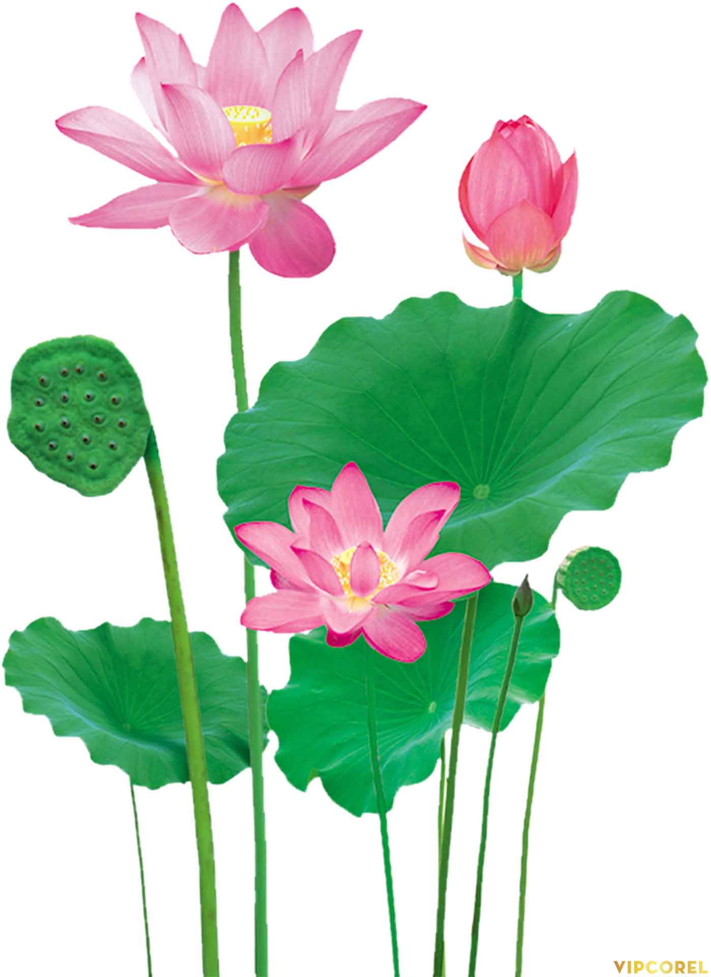 VIPcorel.com anh hoa sen tach nen file PNG (18).jpg