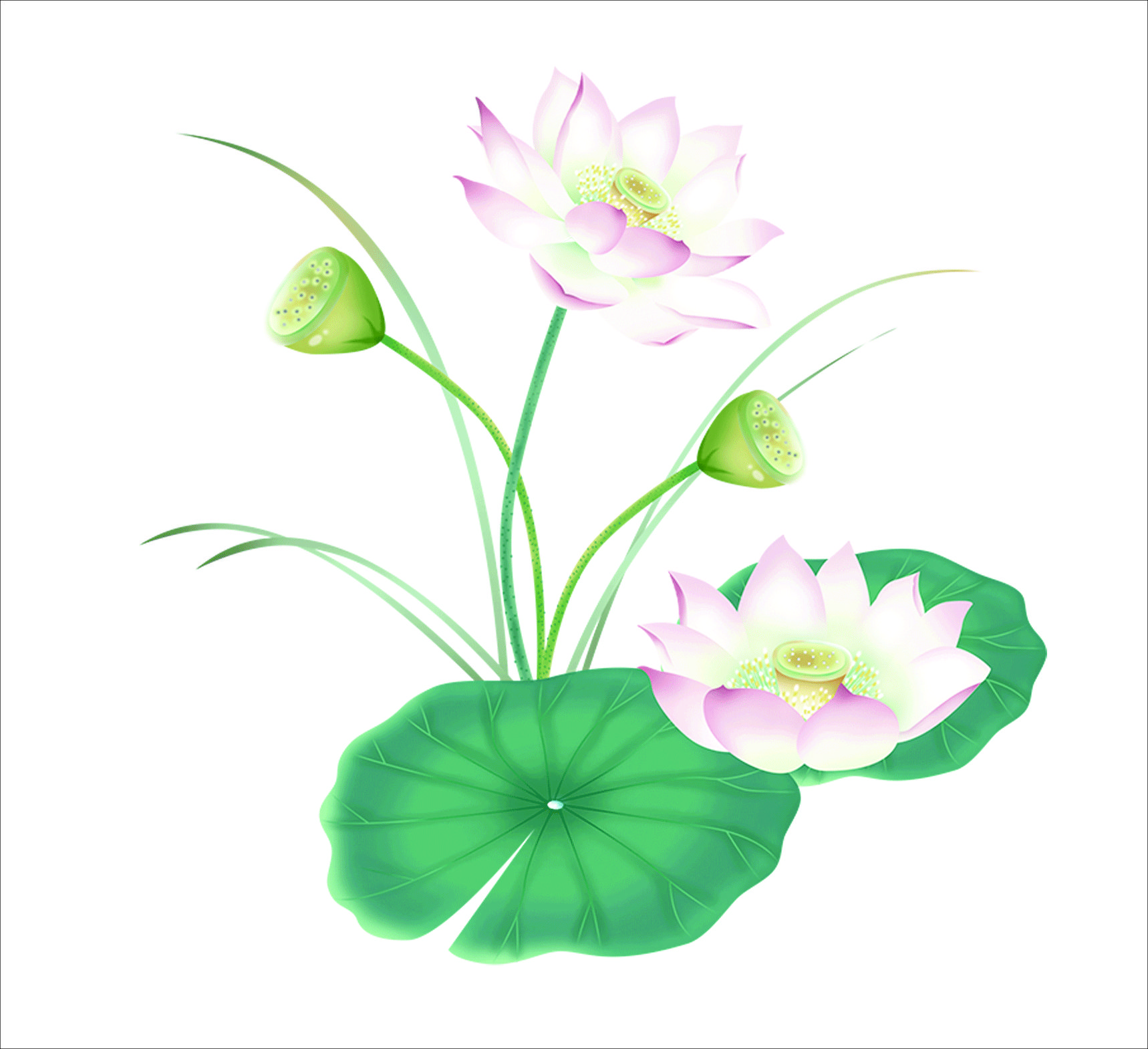 VIPcorel.com anh hoa sen tach nen file PNG (19).jpg