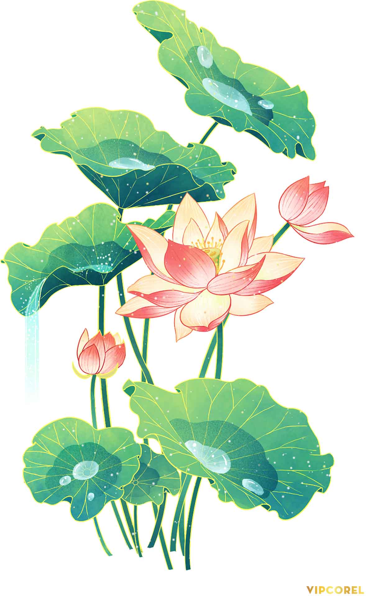 VIPcorel.com anh hoa sen tach nen file PNG (20).jpg