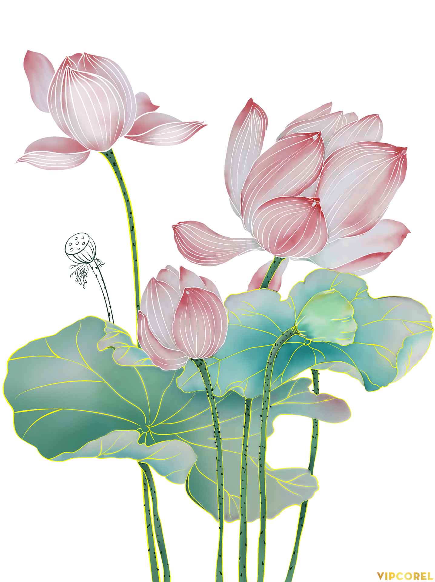 VIPcorel.com anh hoa sen tach nen file PNG (21).jpg