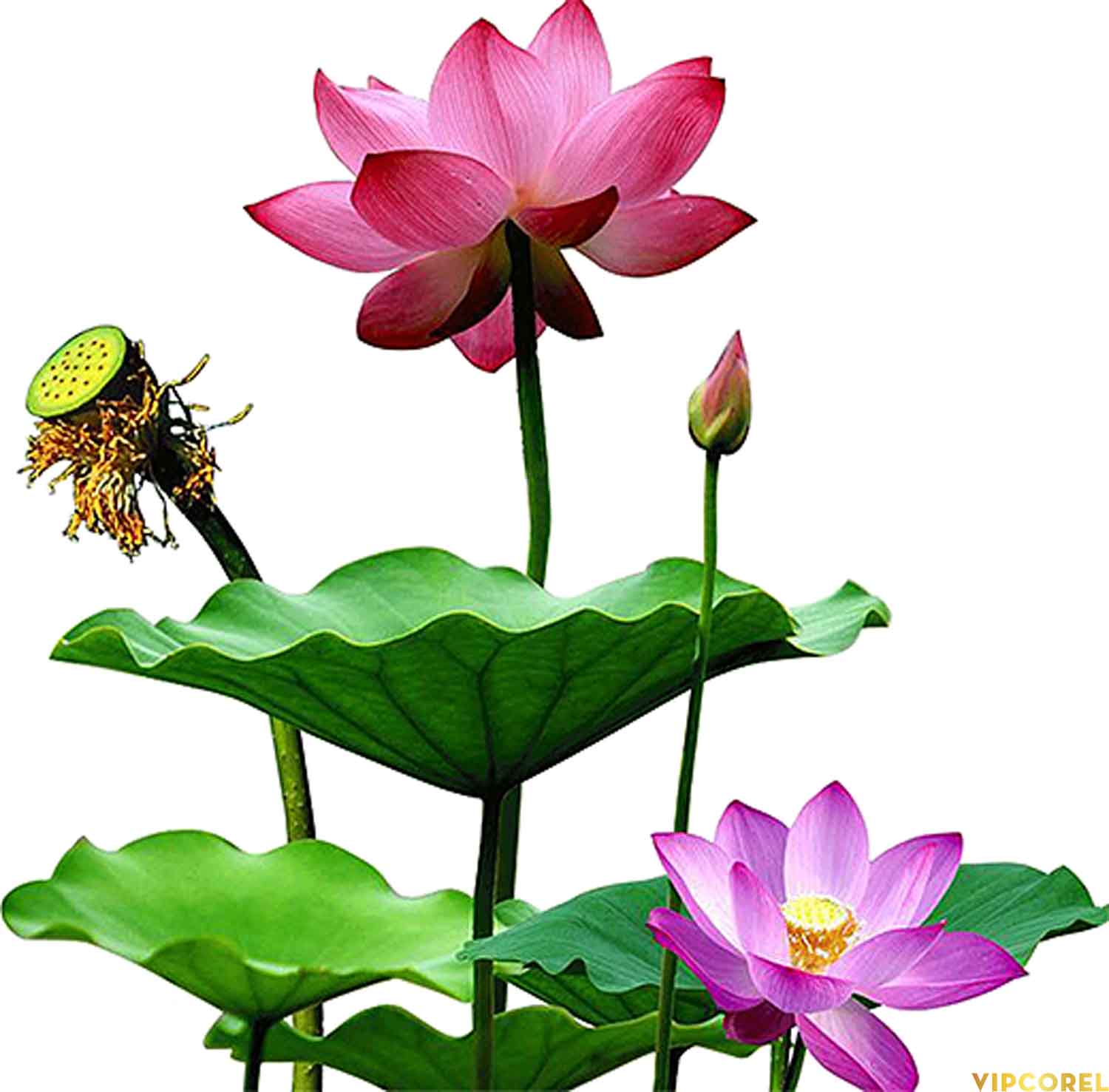 VIPcorel.com anh hoa sen tach nen file PNG (22).jpg