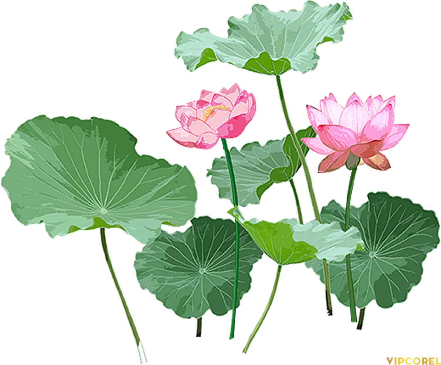 VIPcorel.com anh hoa sen tach nen file PNG (23).jpg