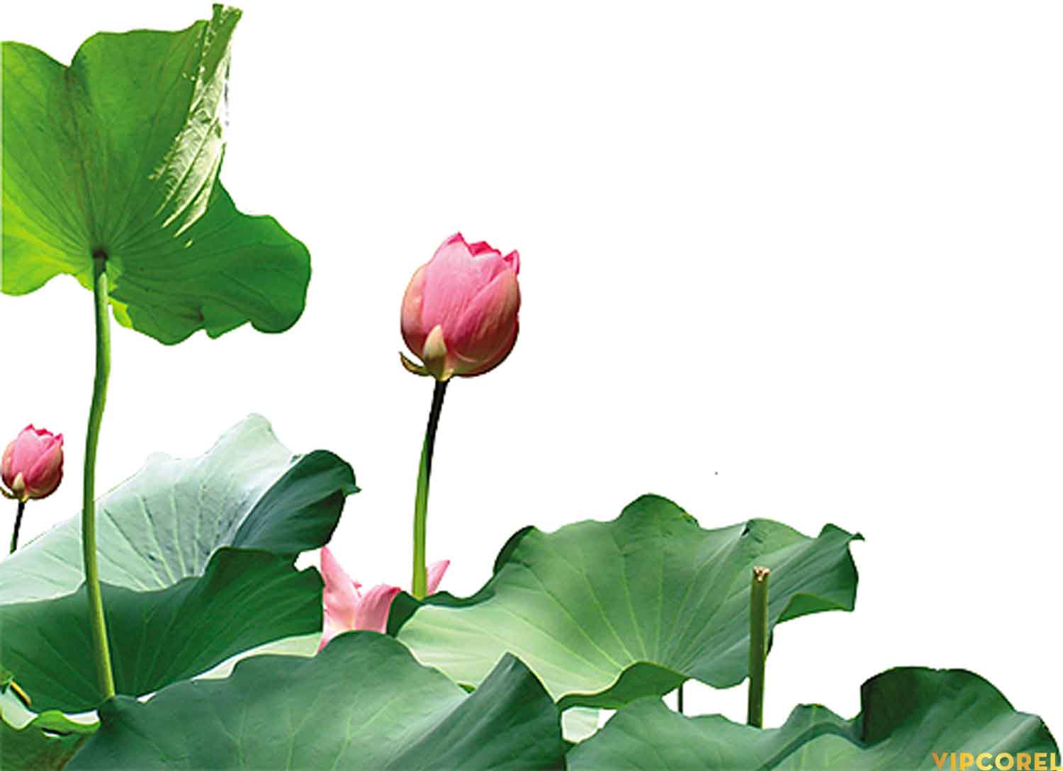 VIPcorel.com anh hoa sen tach nen file PNG (24).jpg