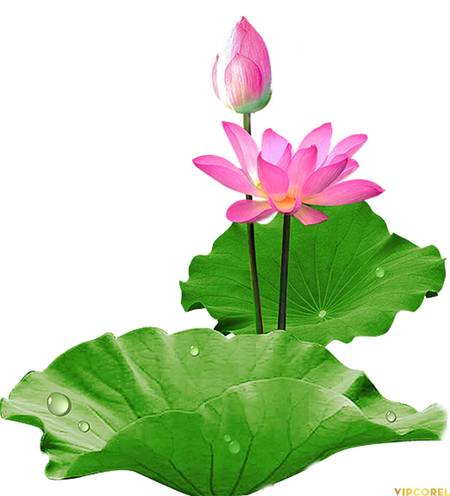 VIPcorel.com anh hoa sen tach nen file PNG (25).jpg