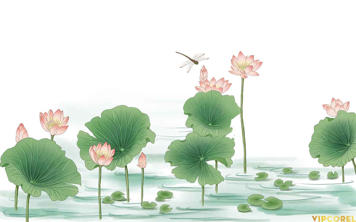 VIPcorel.com anh hoa sen tach nen file PNG (26).jpg