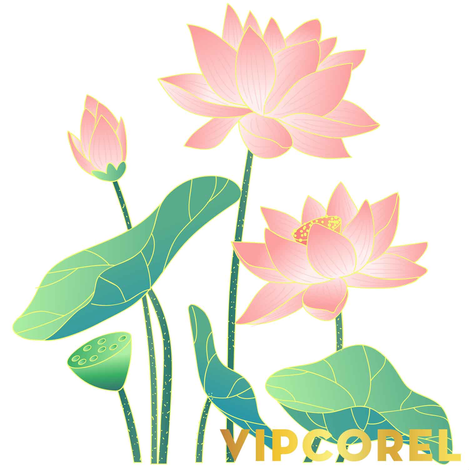 VIPcorel.com anh hoa sen tach nen file PNG (4).jpg