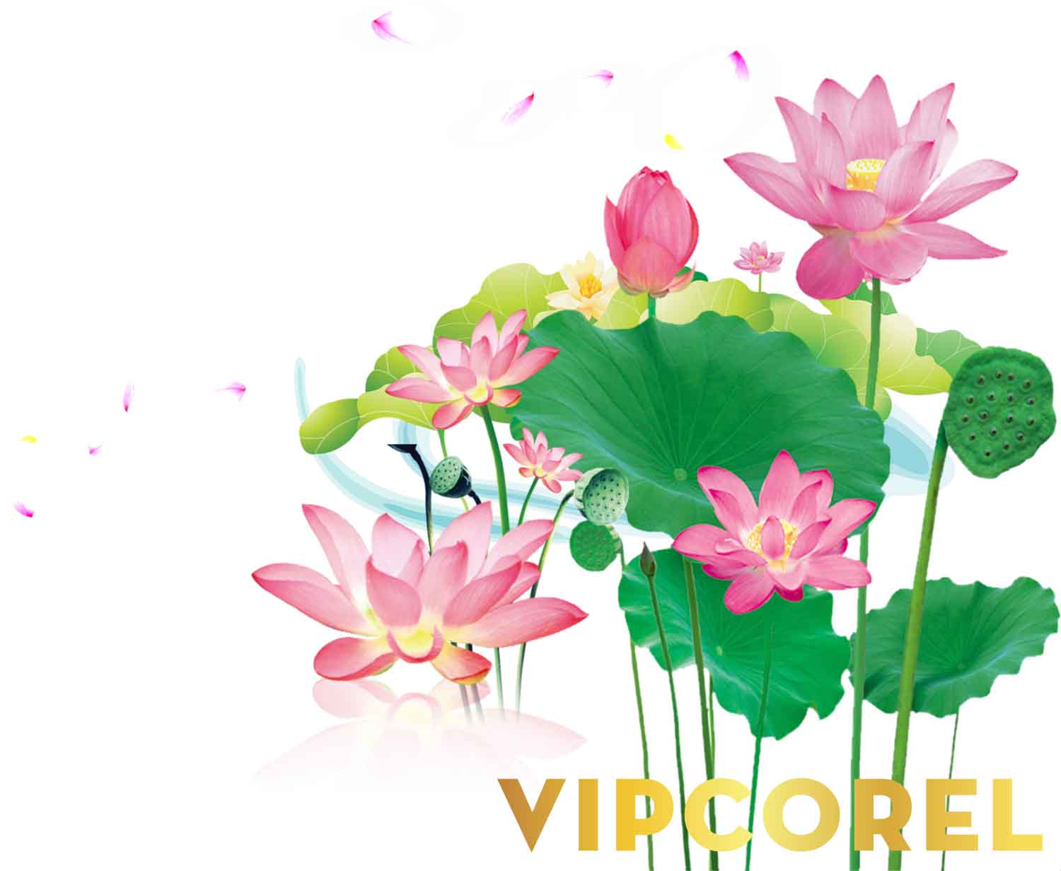 VIPcorel.com anh hoa sen tach nen file PNG (45).jpg
