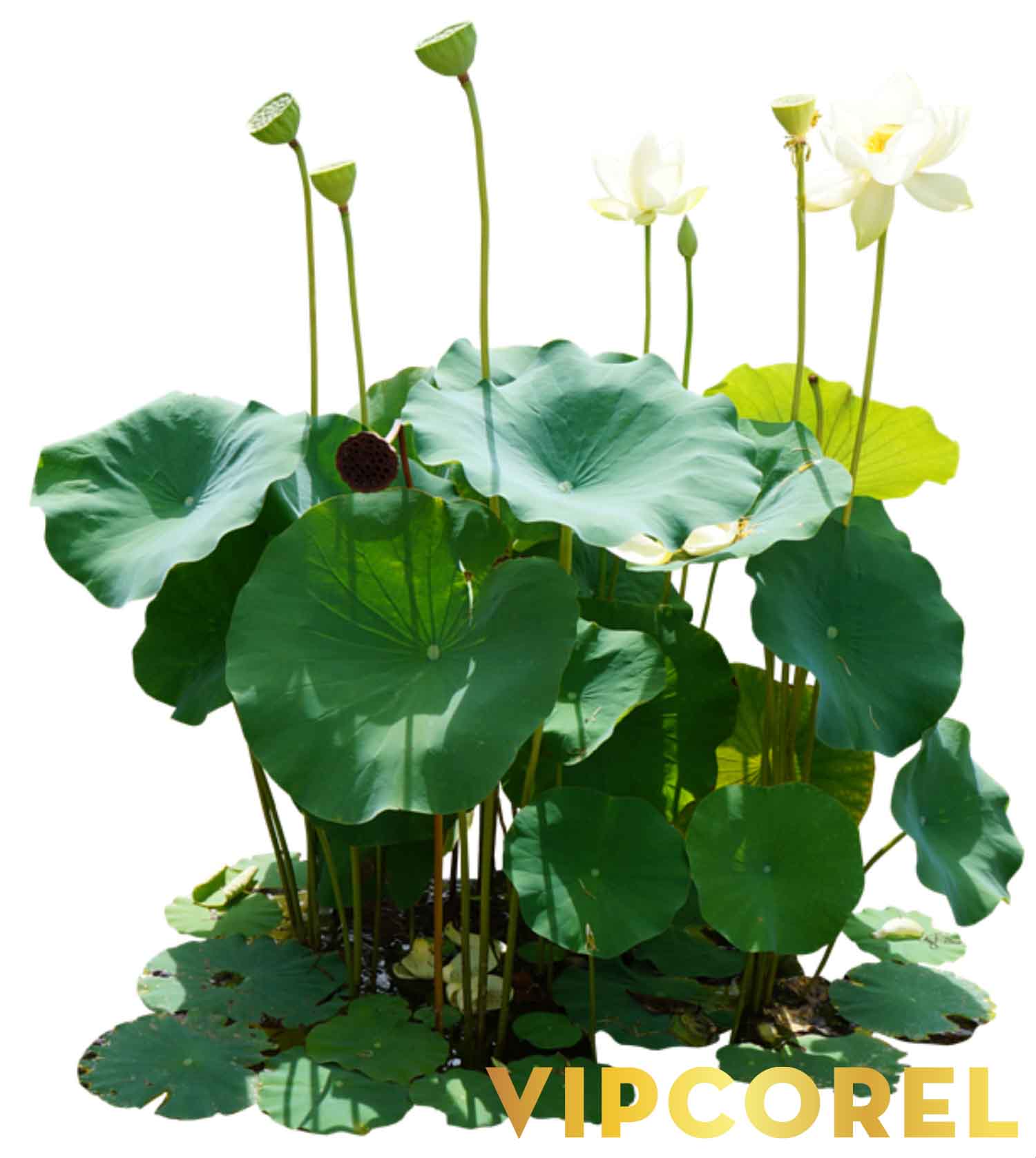VIPcorel.com anh hoa sen tach nen file PNG (46).jpg
