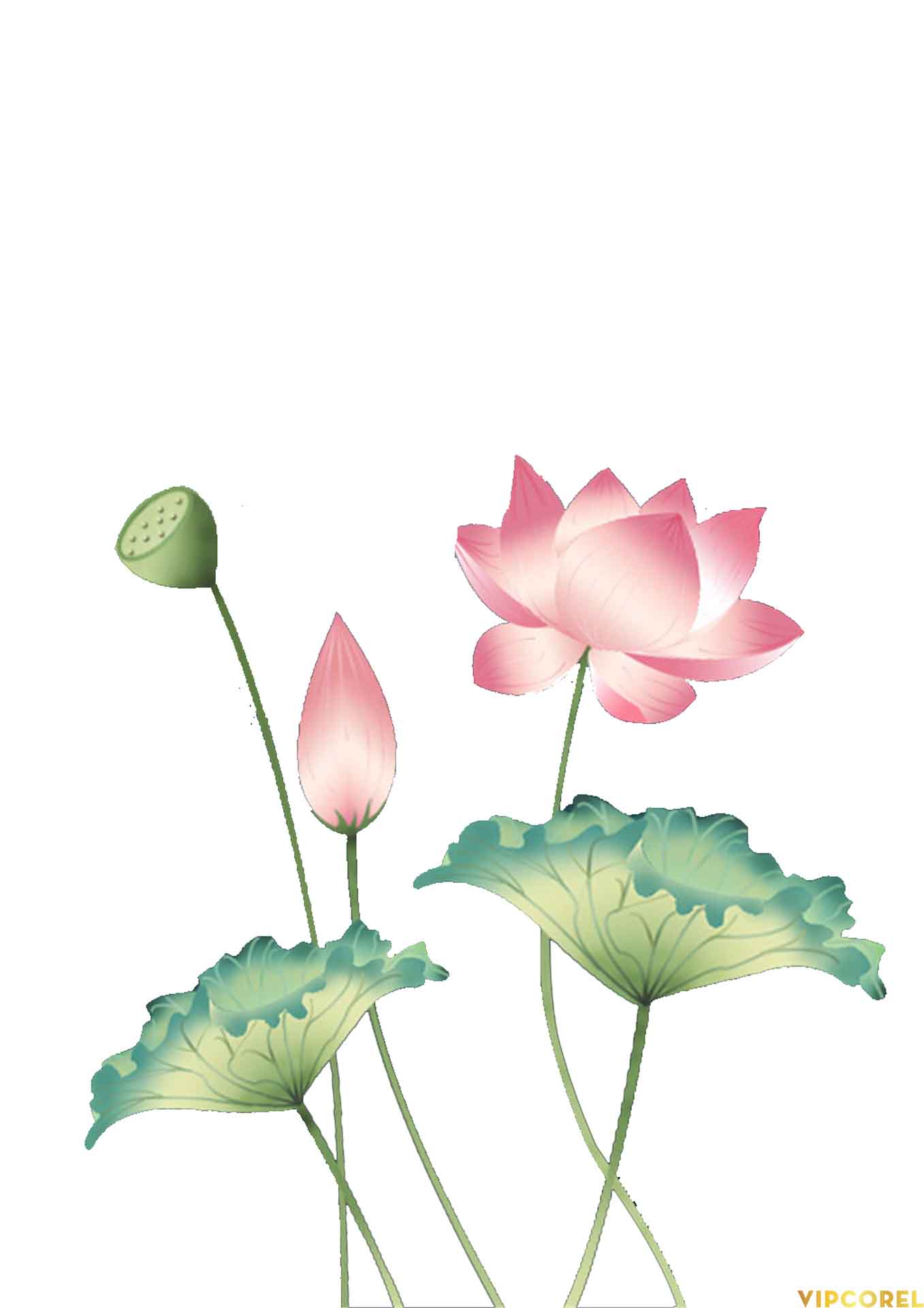 VIPcorel.com anh hoa sen tach nen file PNG (5).jpg