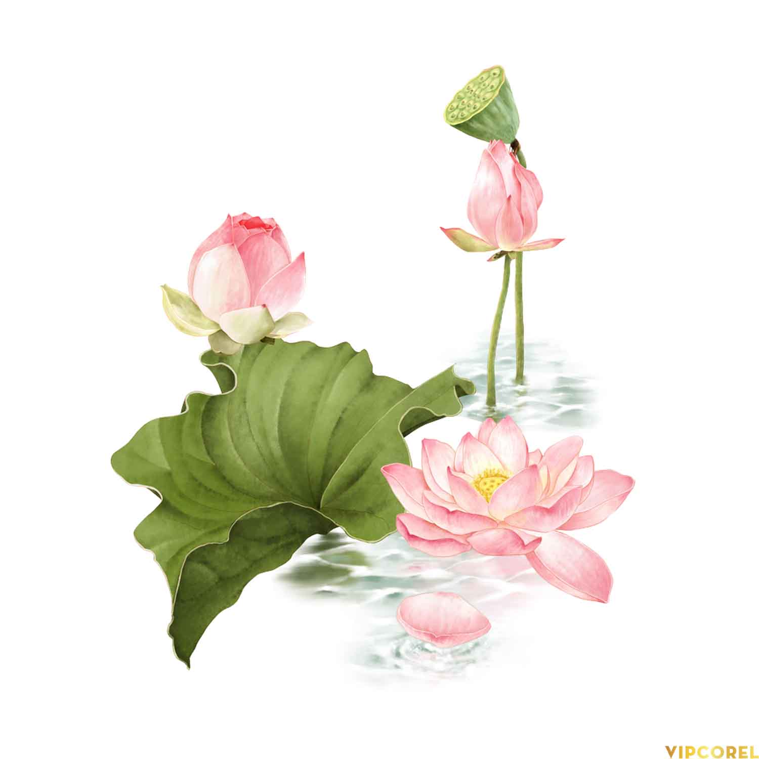 VIPcorel.com anh hoa sen tach nen file PNG (6).jpg