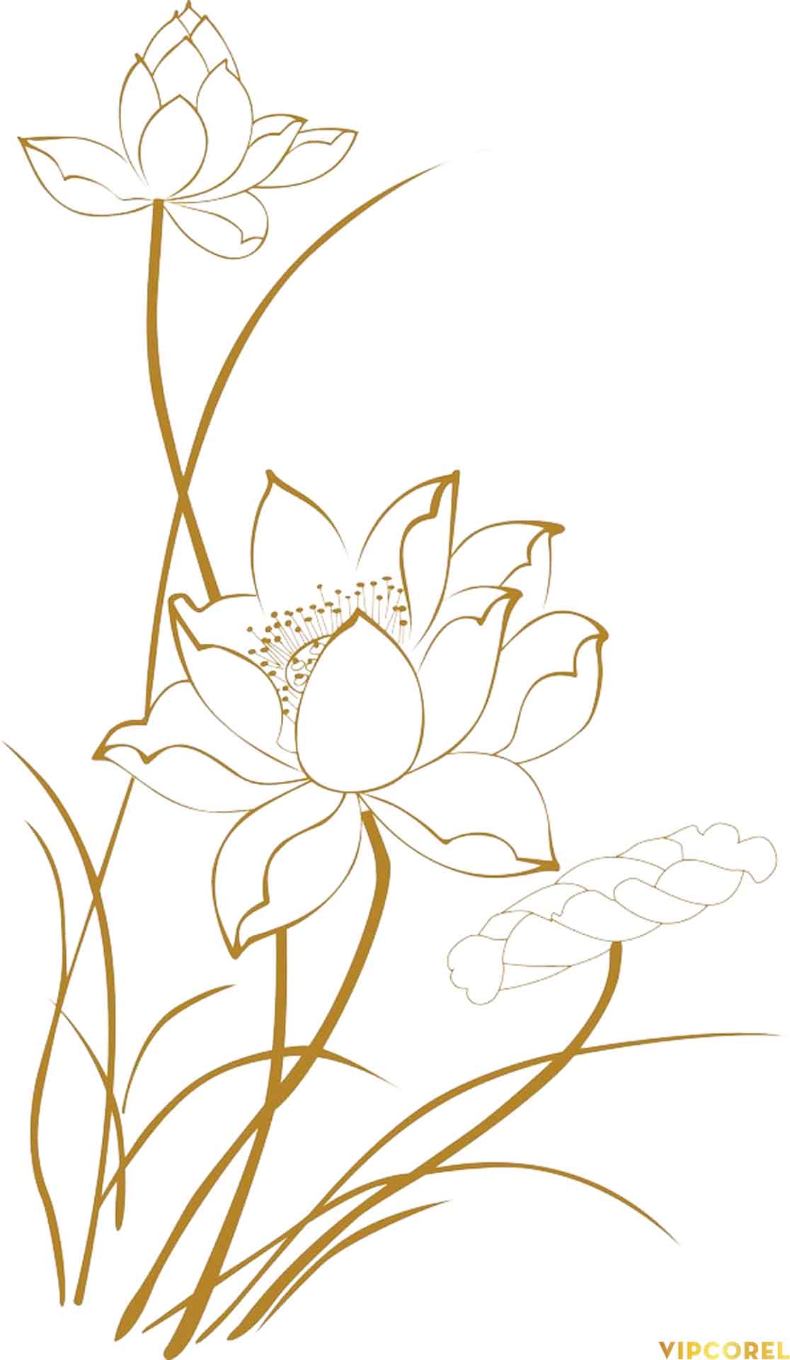VIPcorel.com anh hoa sen tach nen file PNG (8).jpg