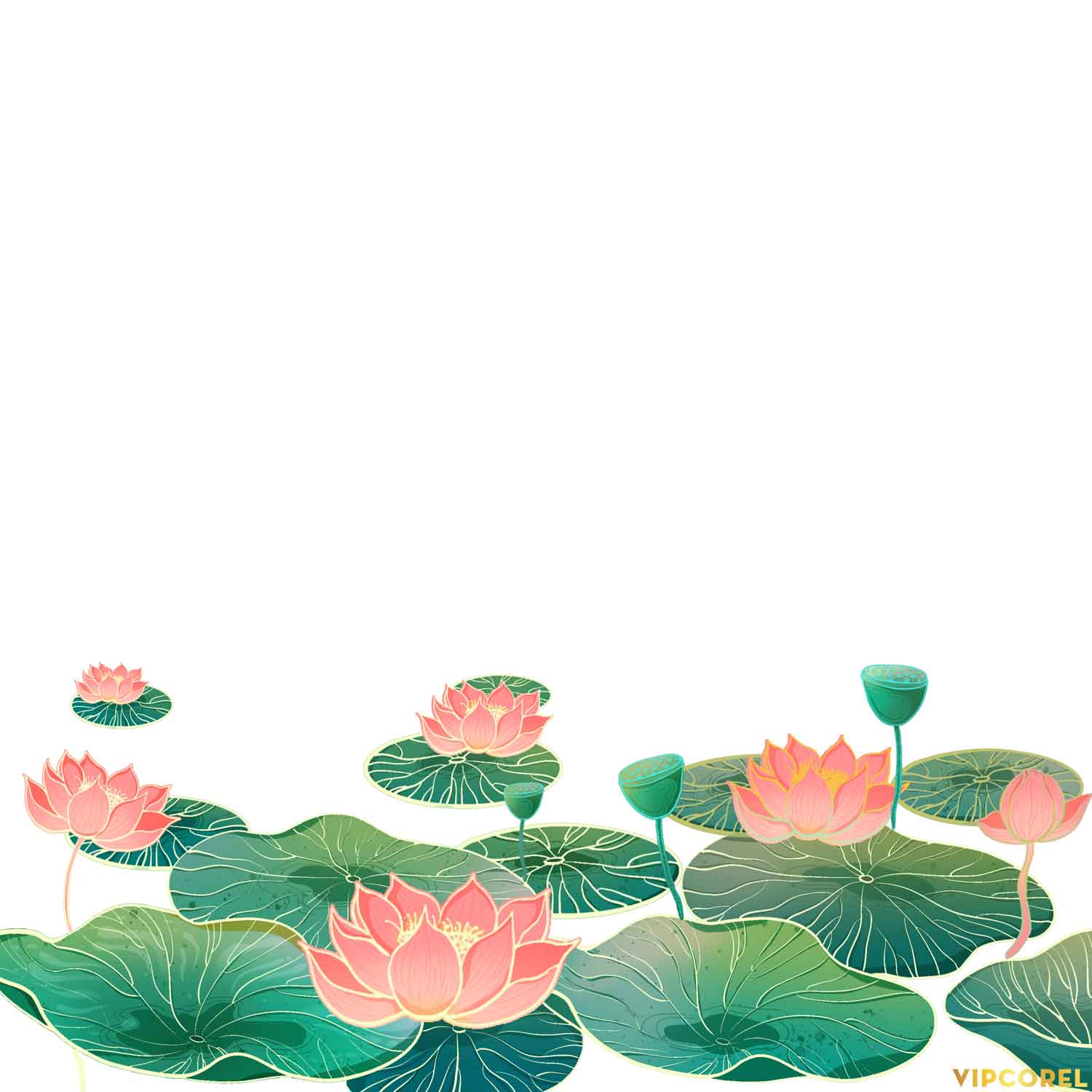 VIPcorel.com anh hoa sen tach nen file PNG (9).jpg