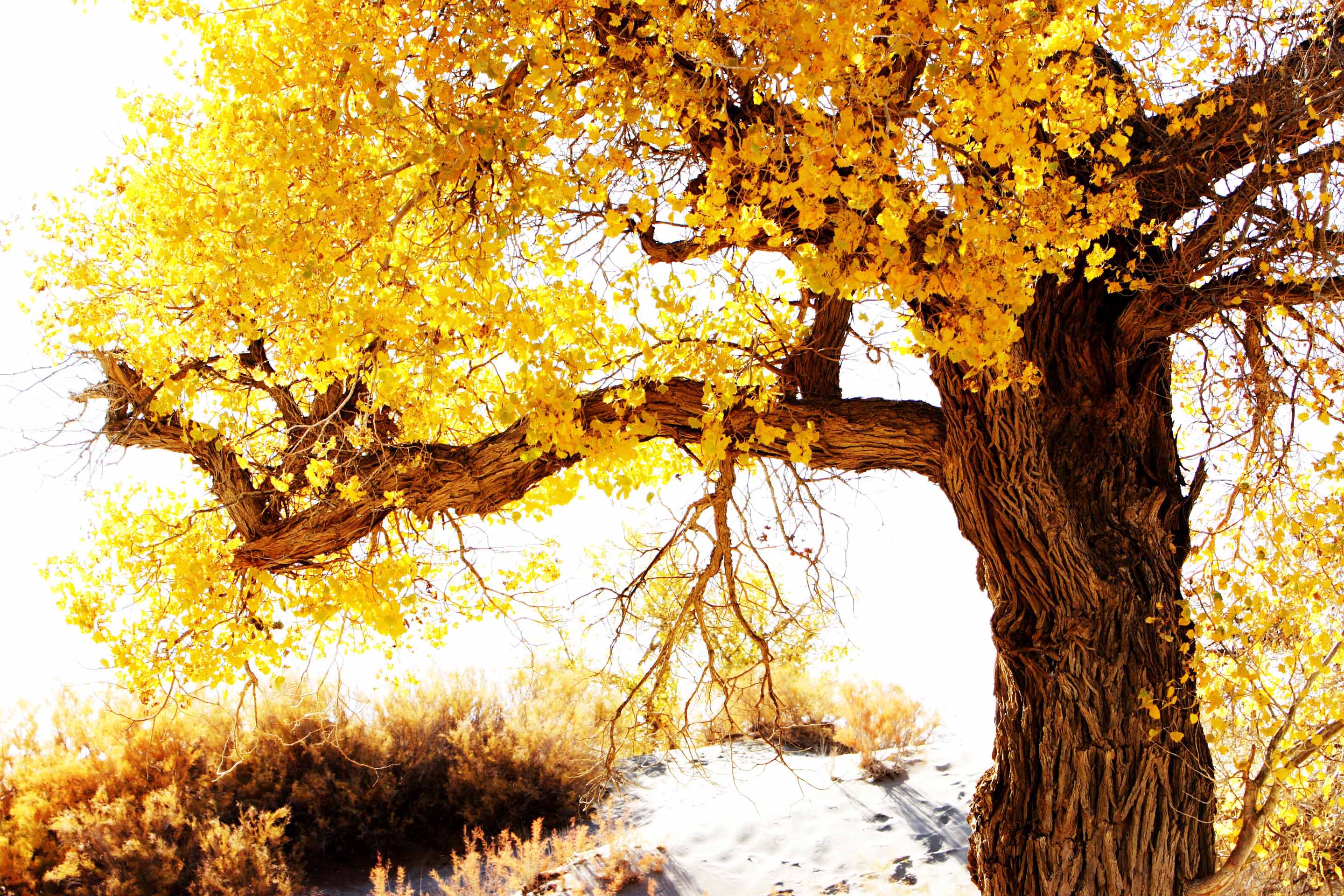 VIPcorel.com_10246-10.jpg