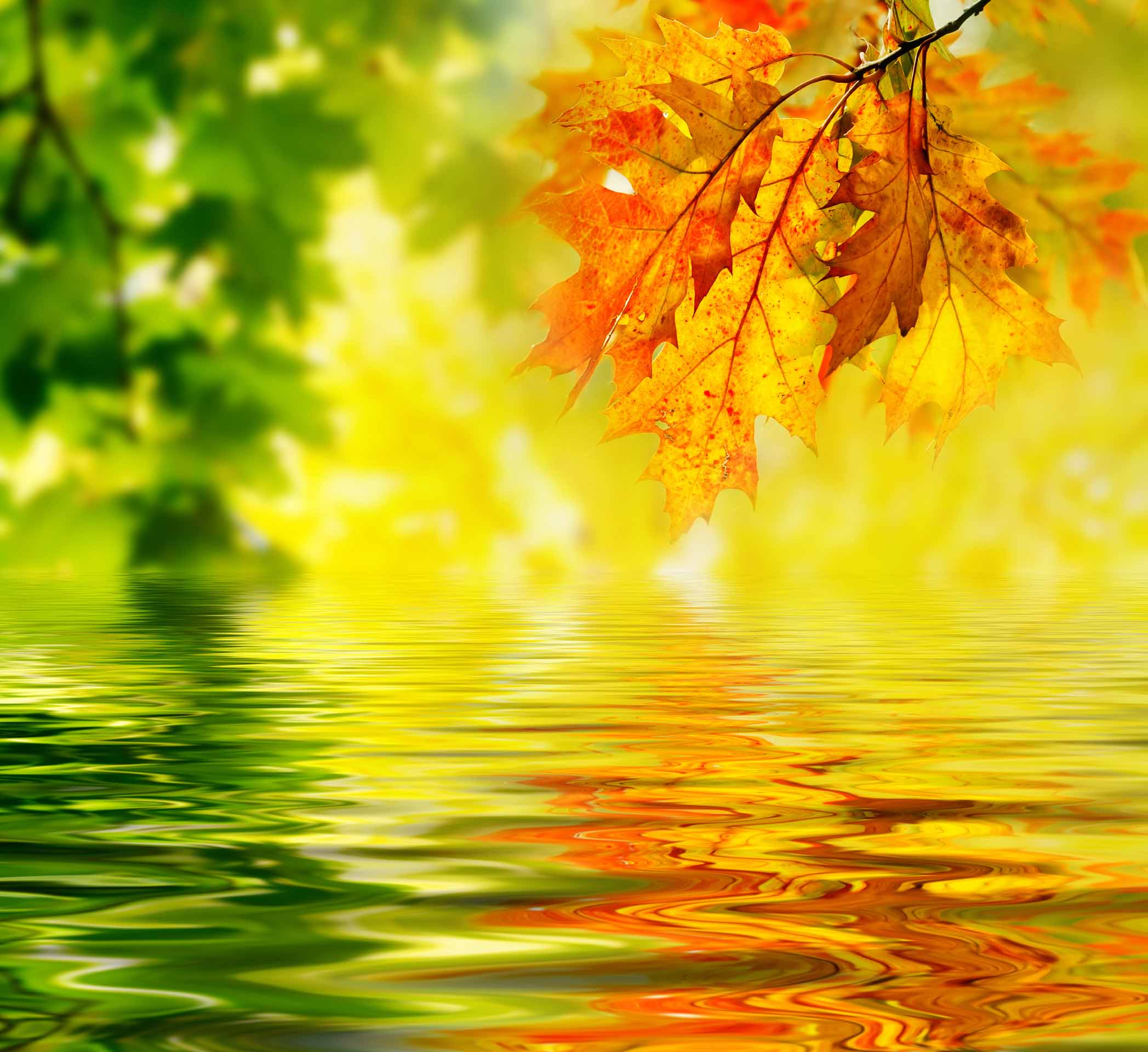VIPcorel.com_10246-12.jpg