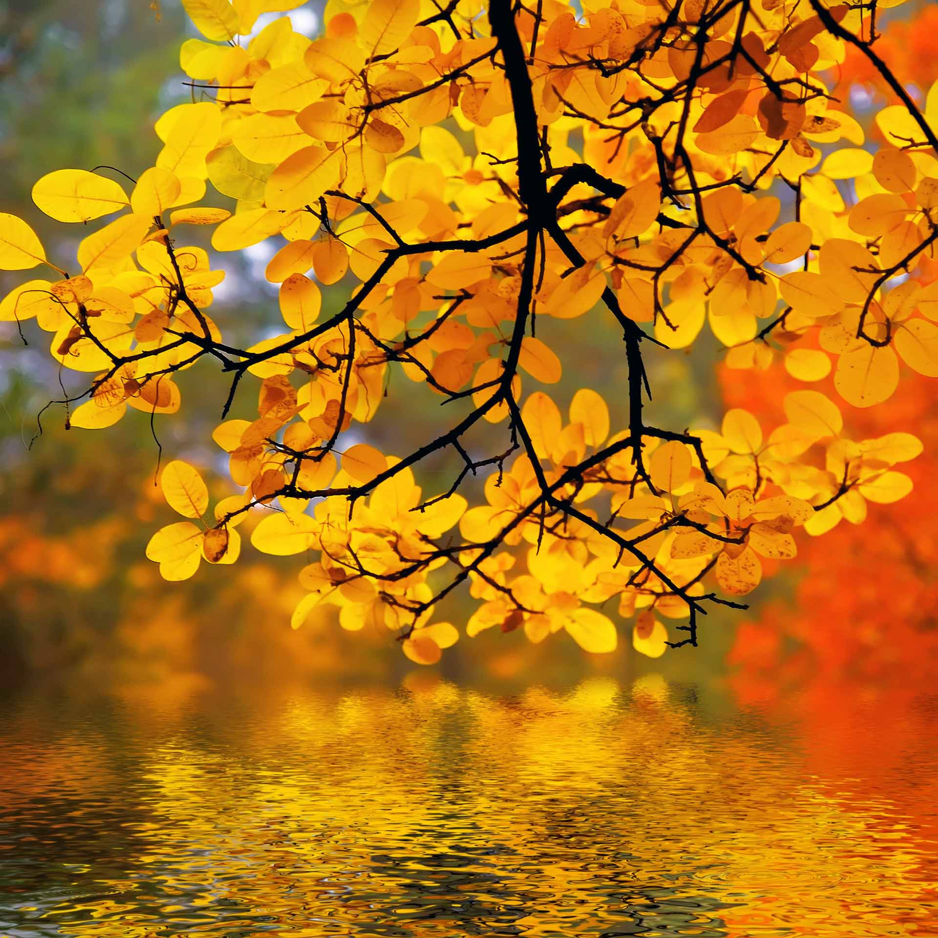 VIPcorel.com_10246-14.jpg