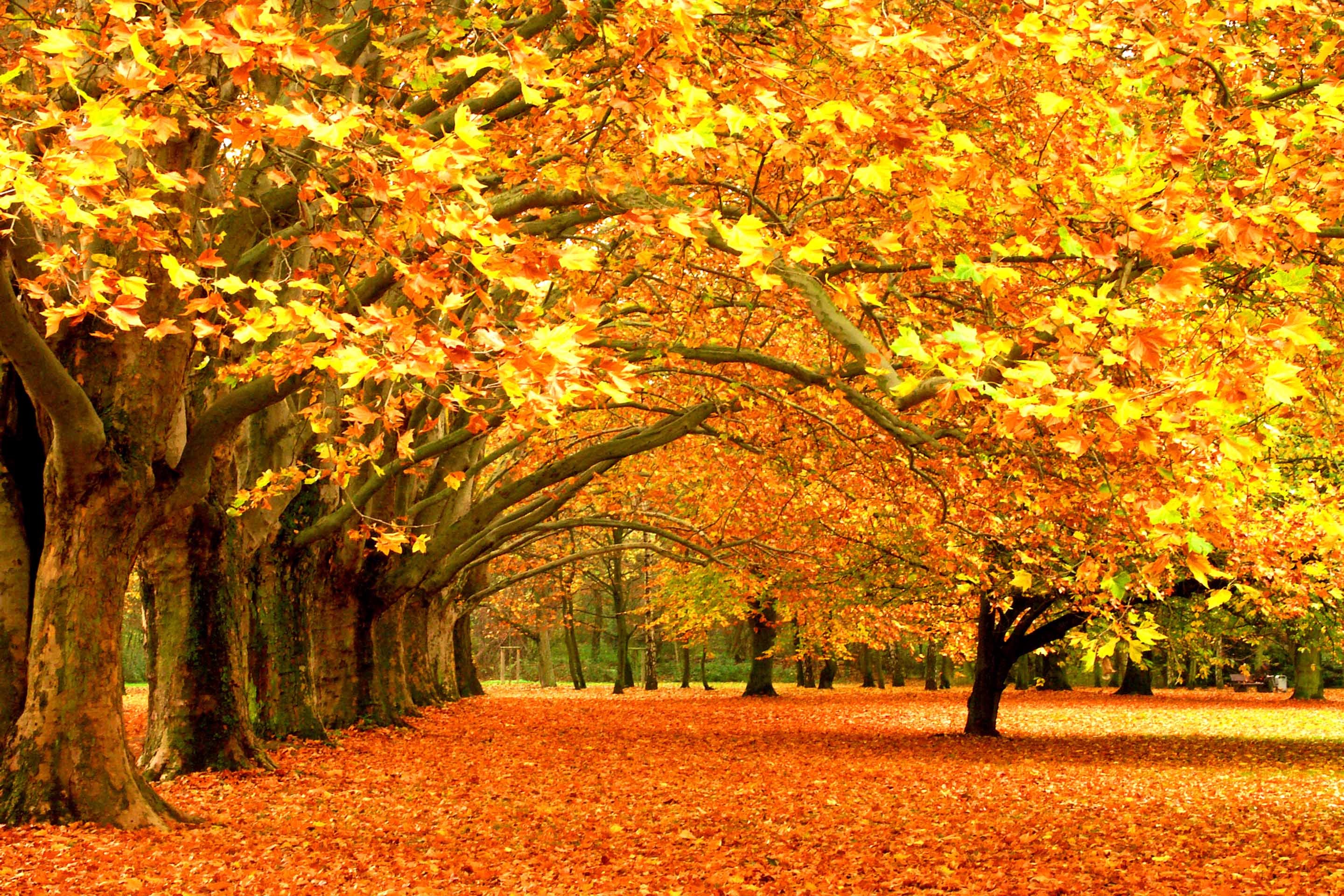 VIPcorel.com_10246-5.jpg