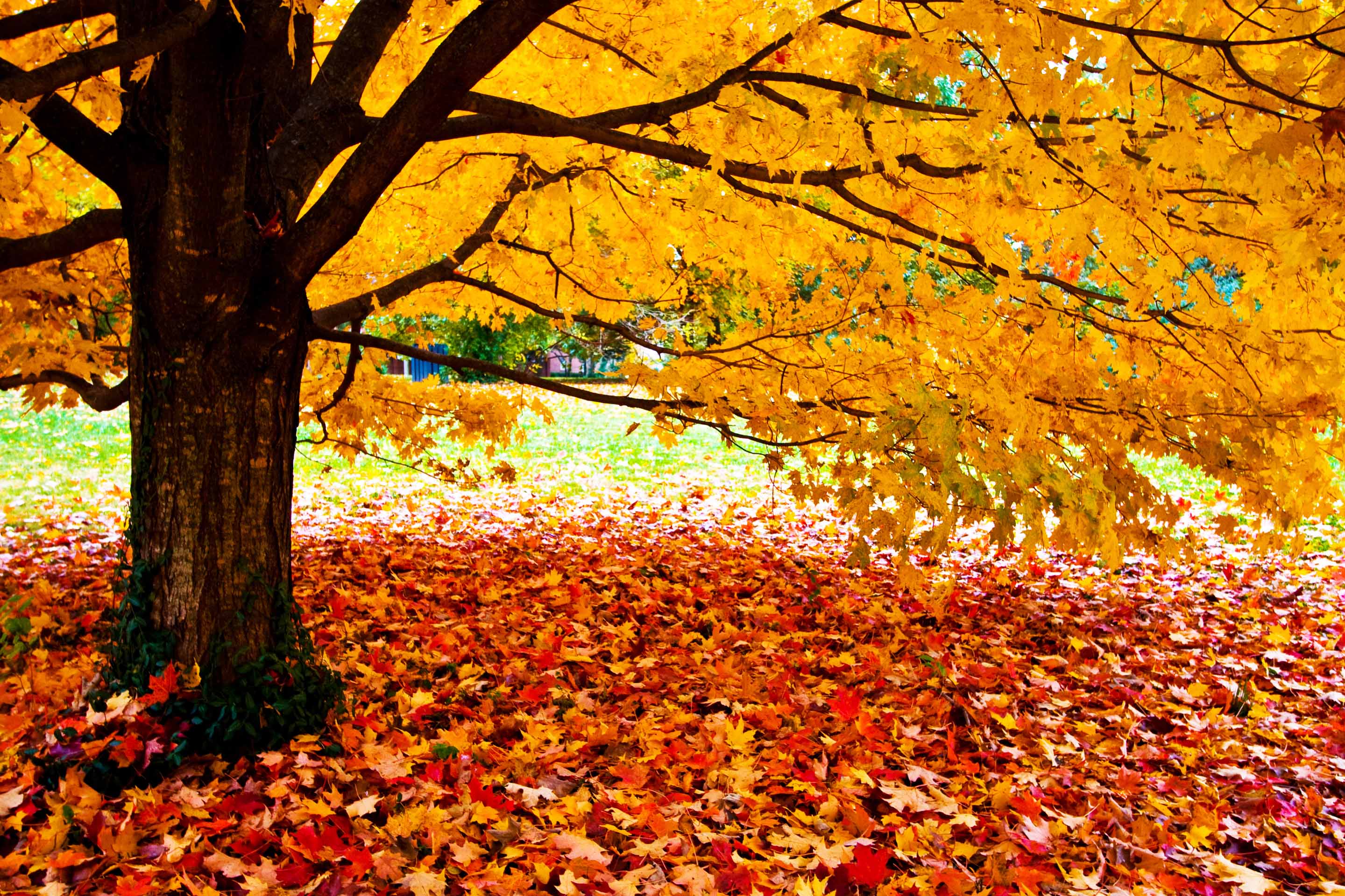 VIPcorel.com_10246-8.jpg