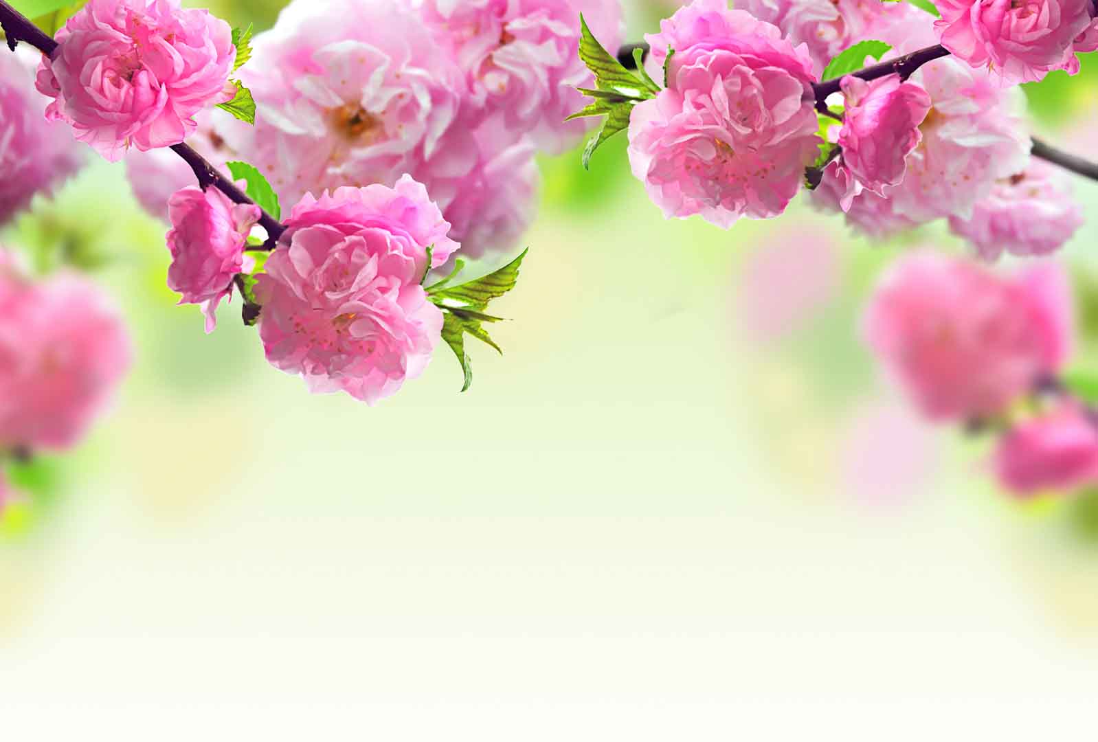 VIPcorel.com_10336.jpg