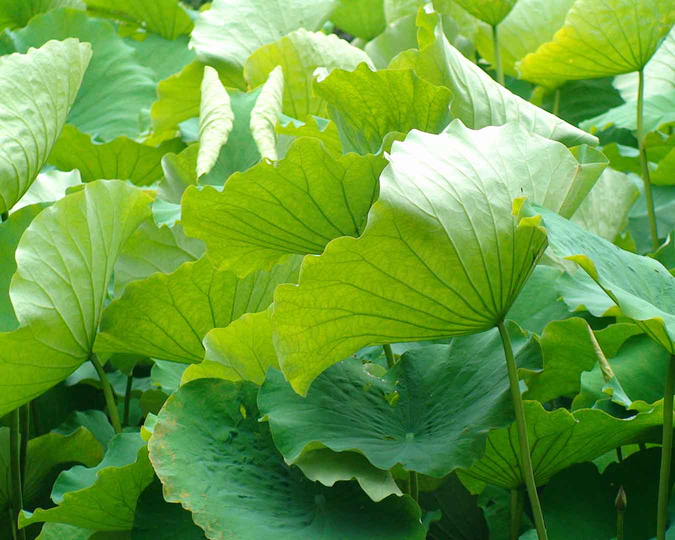 VIPcorel.com_10345.jpg