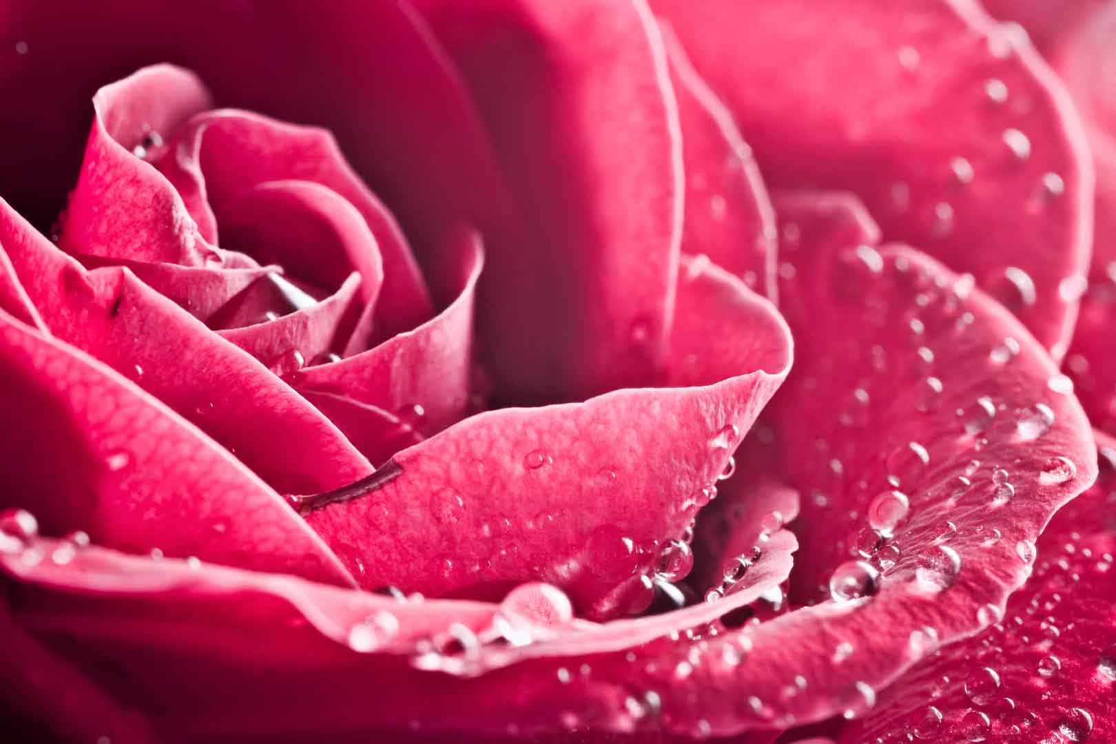 VIPcorel.com_10454.jpg