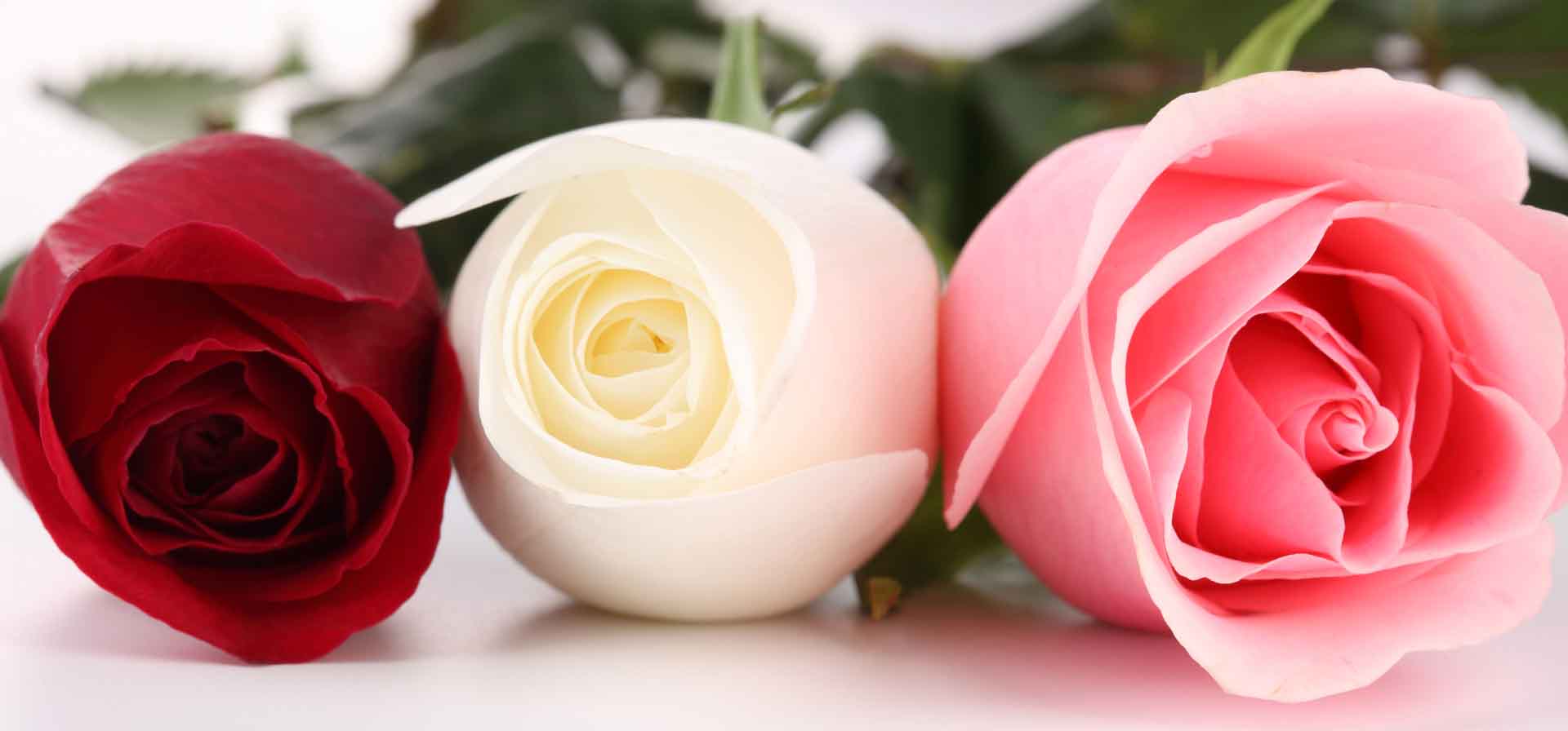 VIPcorel.com_10457.jpg