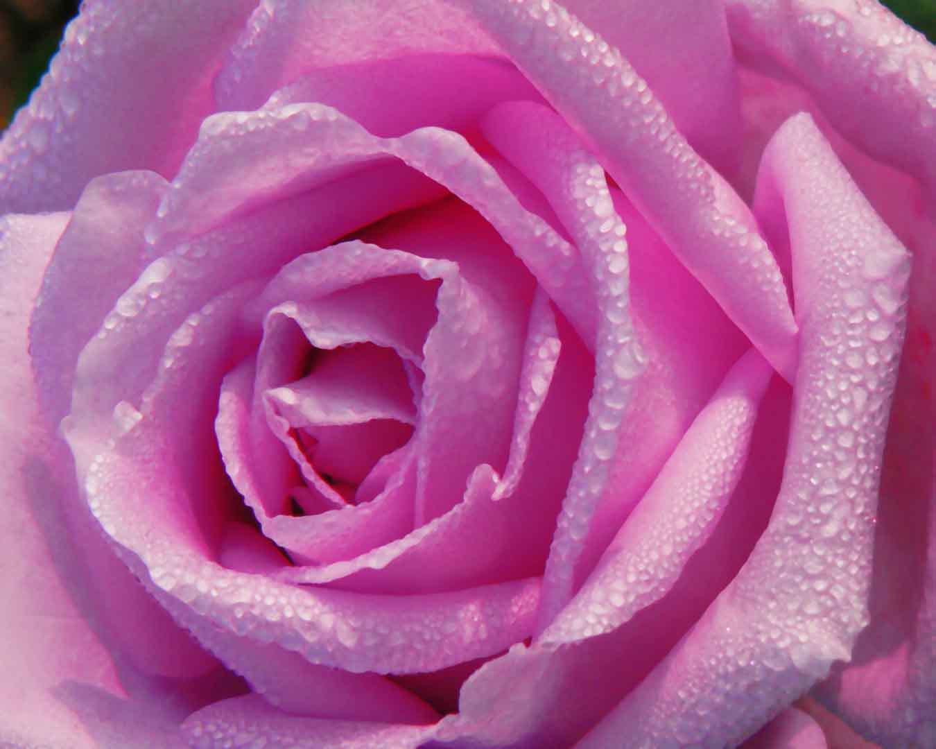 VIPcorel.com_10462.jpg