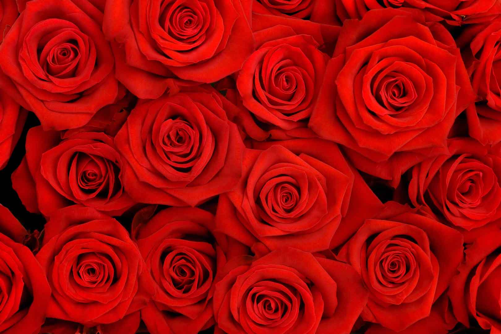 VIPcorel.com_10466.jpg