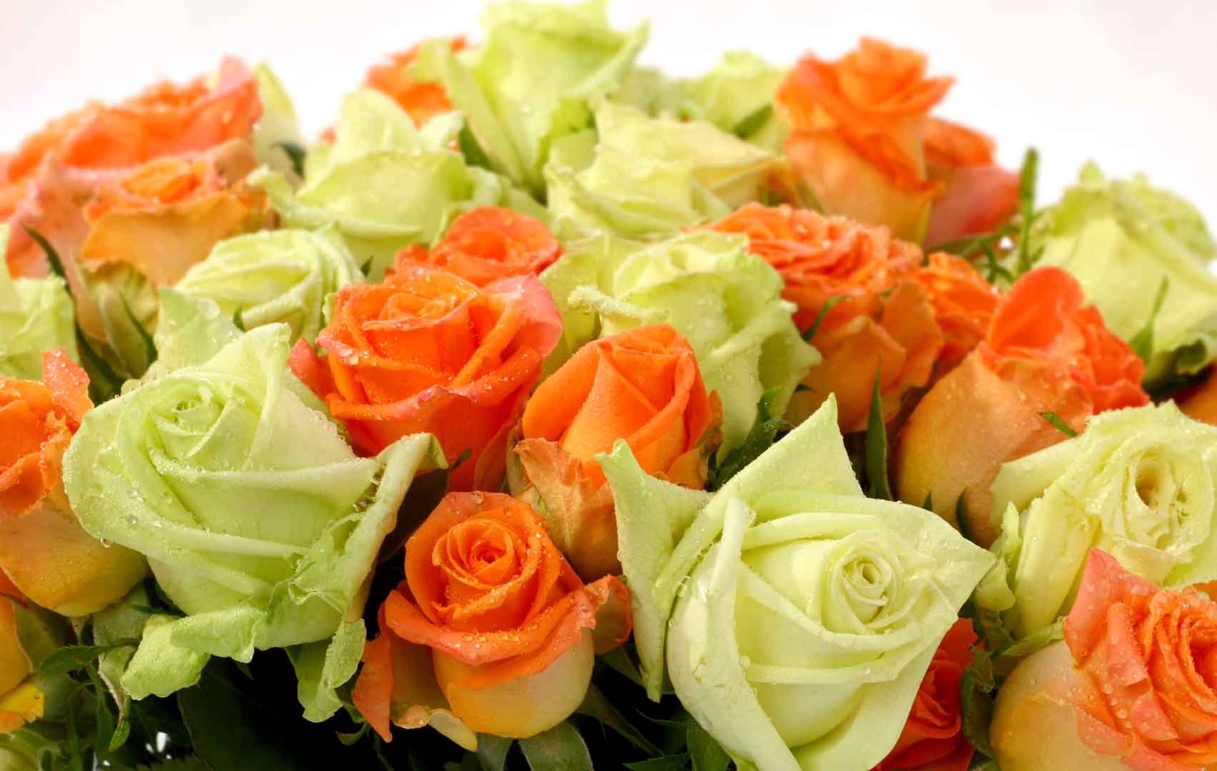 VIPcorel.com_10496.jpg