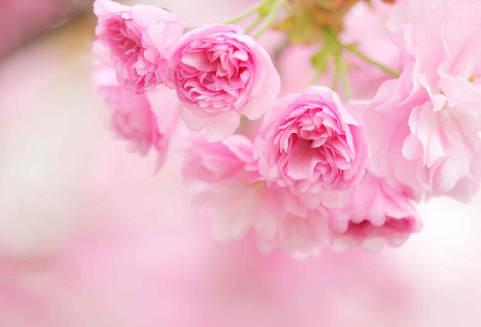 VIPcorel.com_10498.jpg