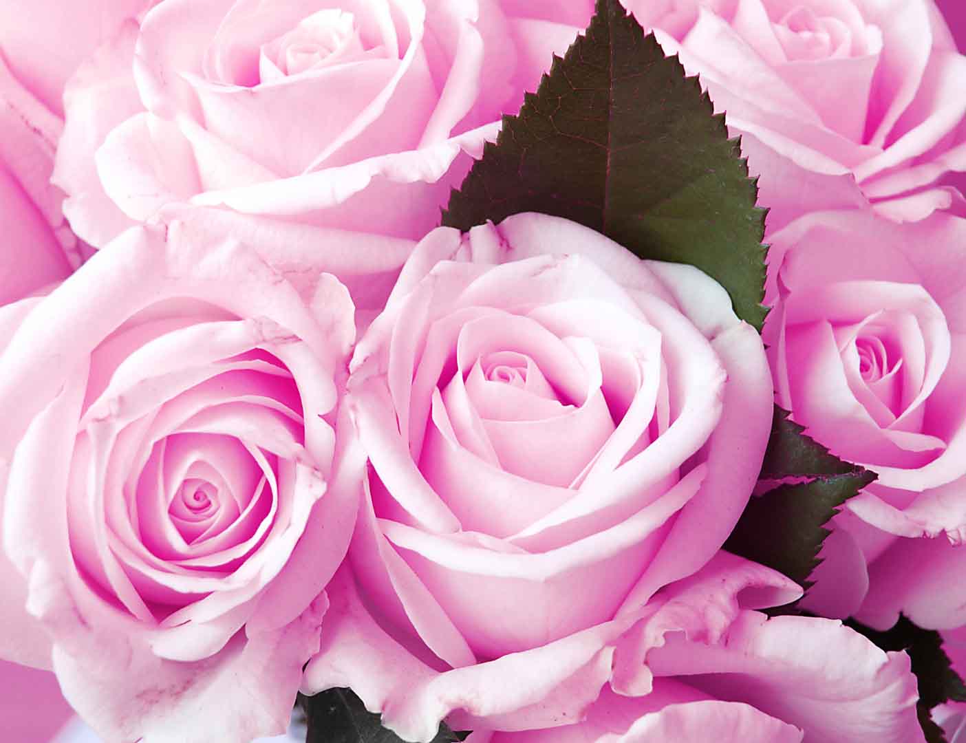 VIPcorel.com_10501.jpg