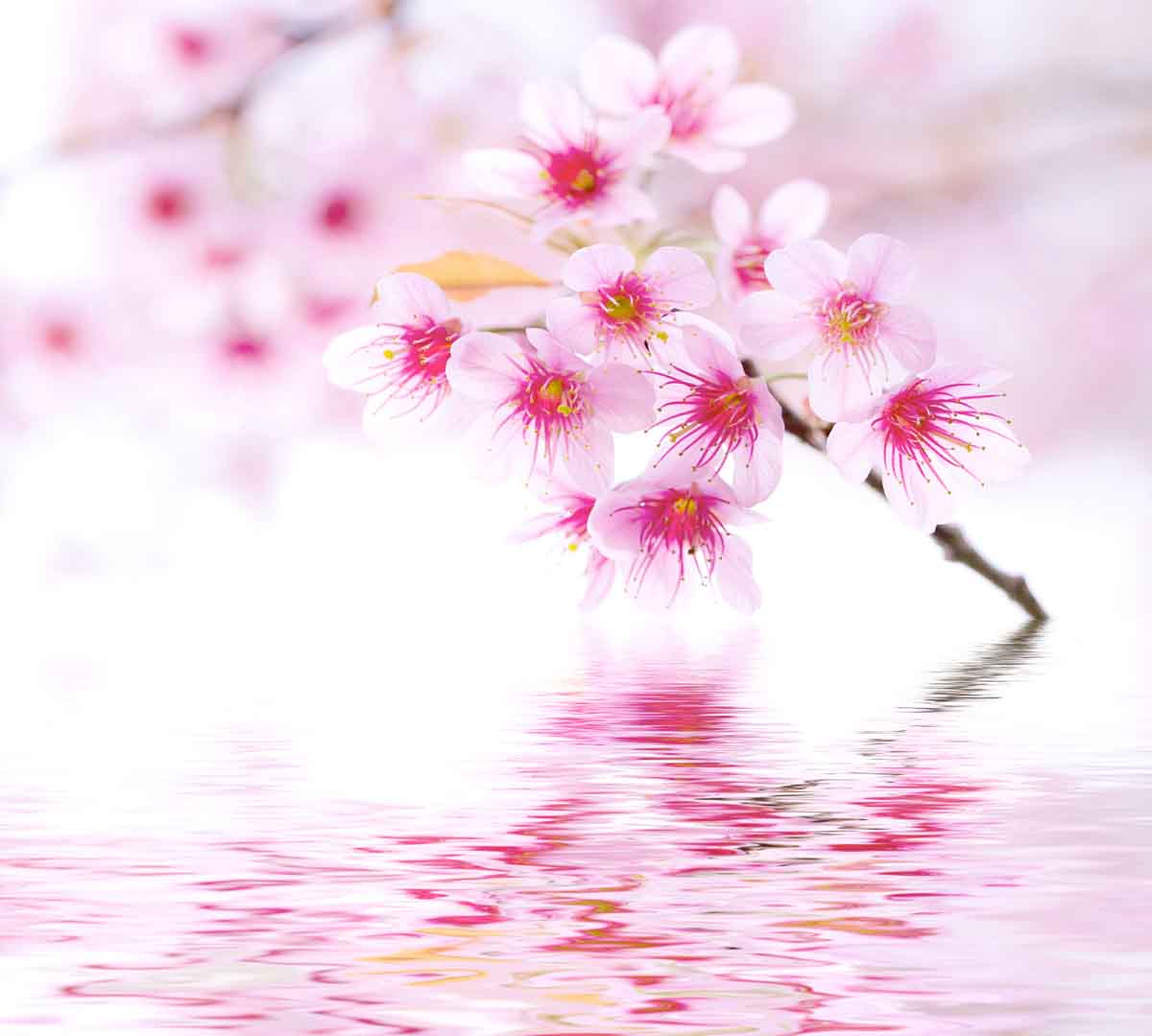 VIPcorel.com_10554.jpg