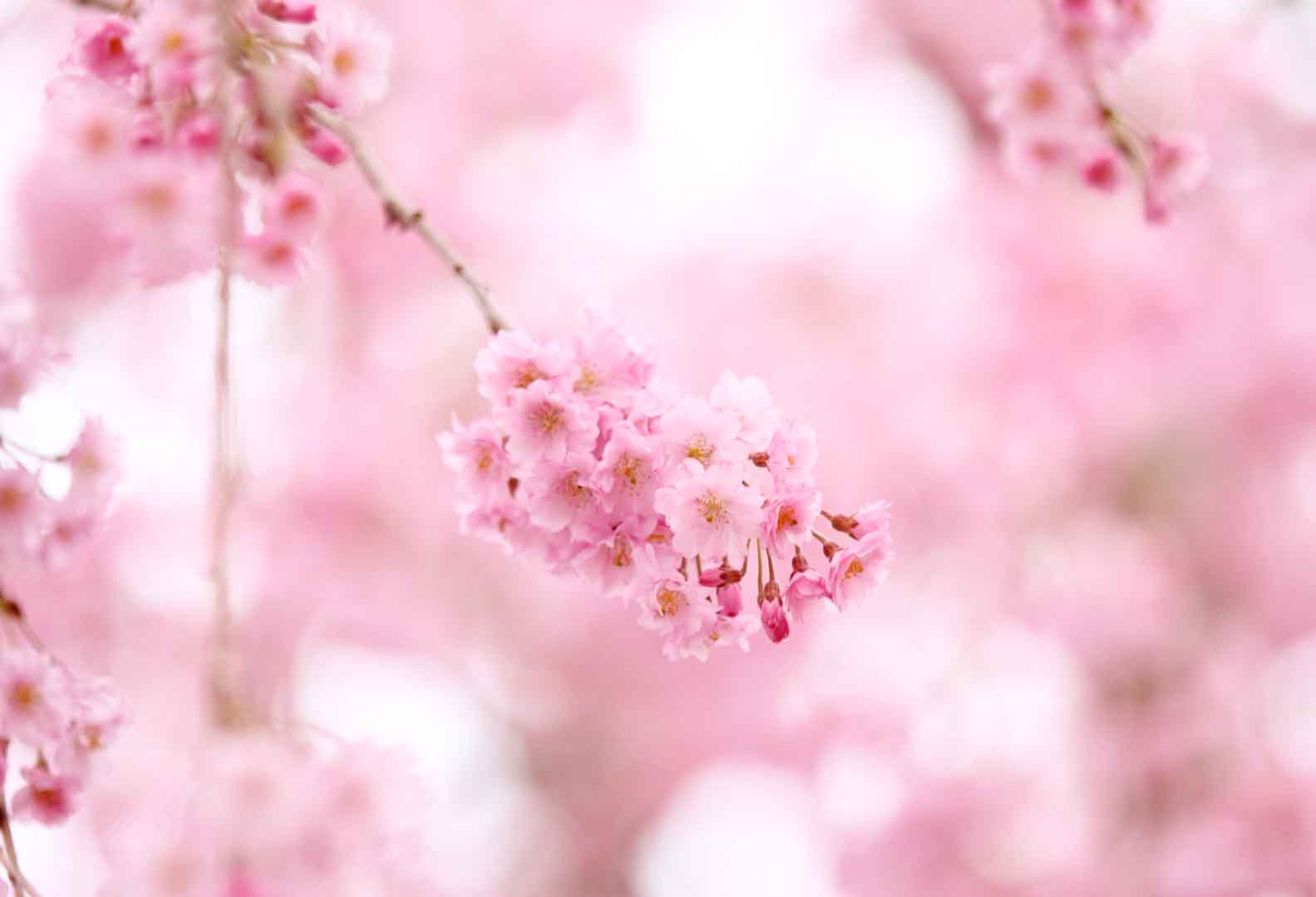 VIPcorel.com_10555.jpg